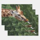 Suche nach wild lebende tiere geschenkpapier Safari