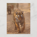 Suche nach bengalen postkarten Tiger