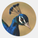 Suche nach pfau aufkleber Vögel