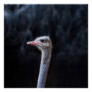 Suche nach vogel strauß poster Niedlich