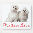Suche nach maltese Welpen