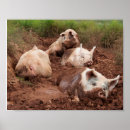 Suche nach pigs poster Schweine