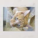 Suche nach orange und weiße katze postkarten Kätzchen