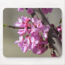 Suche nach redbud baum Blumen