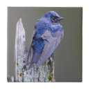 Suche nach martin fliesen Tier