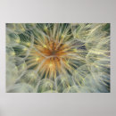 Suche nach dandelions poster Abstrakt
