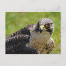 Suche nach falke poster Niedlich