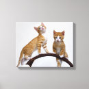 Suche nach babykatze Niedlich