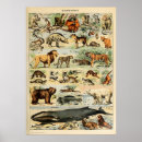 Suche nach adolphe poster Adolphmillot