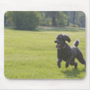 Suche nach pudel mousepads Schwarzes