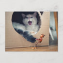 Suche nach große katzen postkarten Überquerung