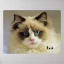 Suche nach mit blauen augen katze poster Siegel