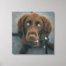 Suche nach schauen leinwandbilder Hund