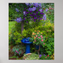 Suche nach clematis blume poster Farbenfroh