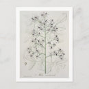 Suche nach medical postkarten Botanisch