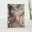 Suche nach roadrunner karten Vogel