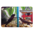 Suche nach salamander magnete Amphibisch