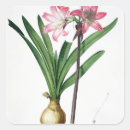 Suche nach amaryllis aufkleber Pierre