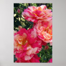 Suche nach weiße rosen poster Rosa