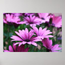 Suche nach helles lila poster Blume