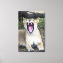 Suche nach weibliche löwen poster Kenia