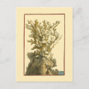 Suche nach rote koralle postkarten Algen