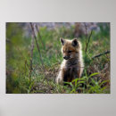 Suche nach fox baby poster Babyfox