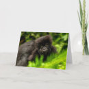 Suche nach berggorilla postkarten Regenwald