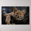 Suche nach tree poster Fotografie