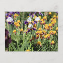 Suche nach monet iris postkarten Gießerei