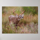 Suche nach geweihe poster Bock