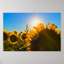 Suche nach blumenfeld poster Sonnenblume