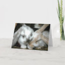 Suche nach häschen liebe karten Tier