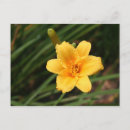 Suche nach tageslilien postkarten Blume