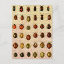 Suche nach insect postkarten Ladybug
