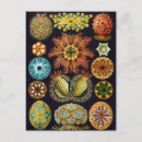 Suche nach vintage quallen postkarten Retro