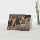 Suche nach lion karten Safari