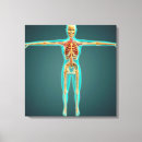 Suche nach arterien leinwandbilder Physiologie