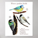 Suche nach gartenvögel poster Vogel