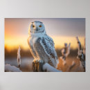 Suche nach schneeeule poster Raubvogel