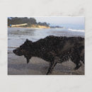 Suche nach naß postkarten Wasser