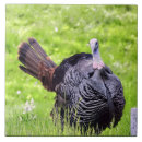 Suche nach animals fliesen Wildlife