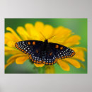 Suche nach der schwarze fleck poster Schmetterling