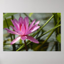 Suche nach lotus kunst poster Heilig