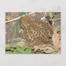 Suche nach kröte postkarten Tierwelt