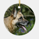 Suche nach schäferhund im schnee ornamente Hunde fotograf