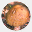 Suche nach wilde pilze aufkleber Natur