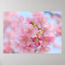 Suche nach kirschblüten poster Baum