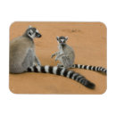 Suche nach madagaskar magnete Gefährdet