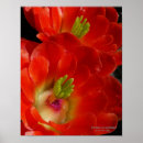Suche nach blumenfoto poster Rot